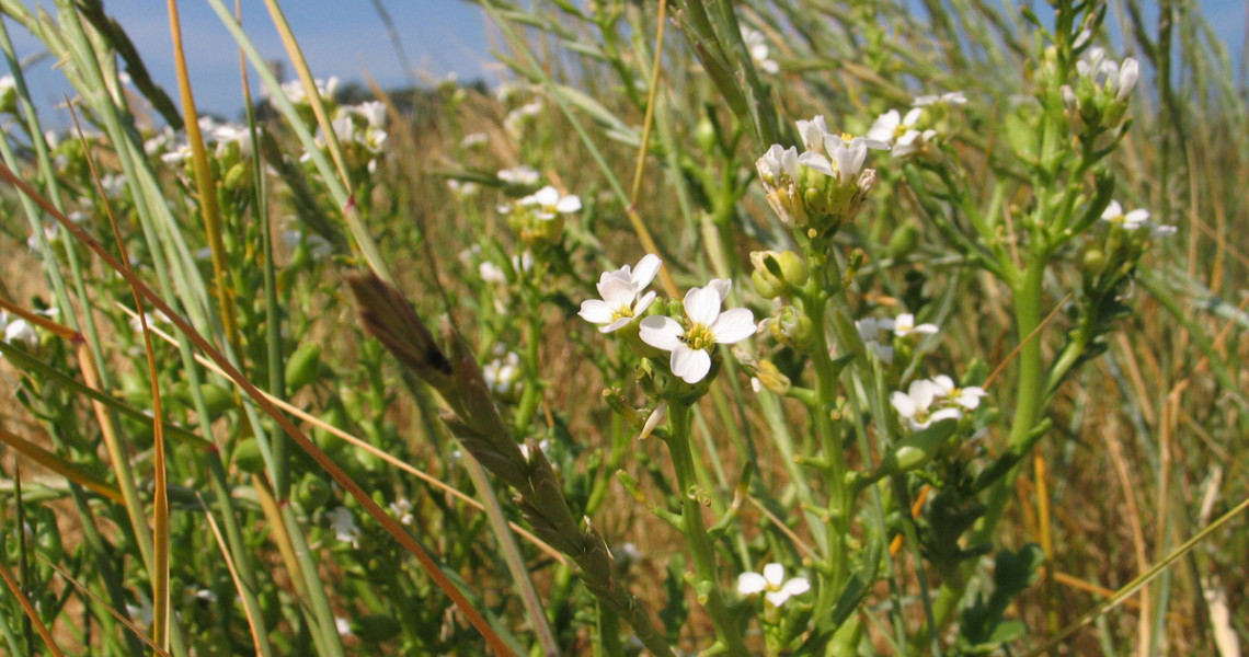 Eruca-marítima