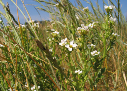 Eruca-marítima