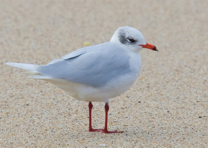 Gaivota-de-cabeça-preta