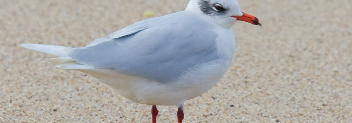 Gaivota-de-cabeça-preta