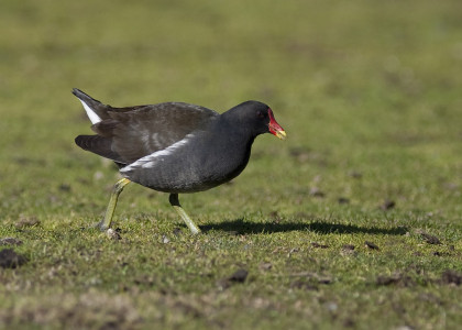 Galinha de água