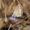 jasione_3990.jpg