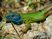 Lagarto-de-água