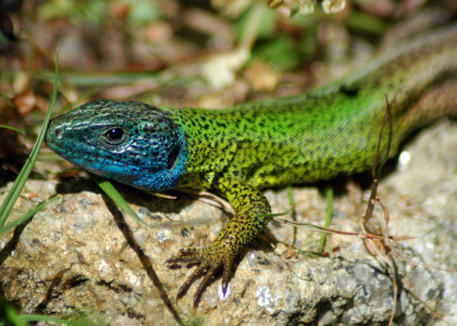 Lagarto-de-água