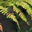 leptotes-545.jpg