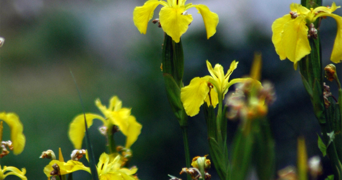 Lírio-amarelo-dos-charcos