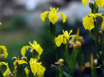 Lírio-amarelo-dos-charcos