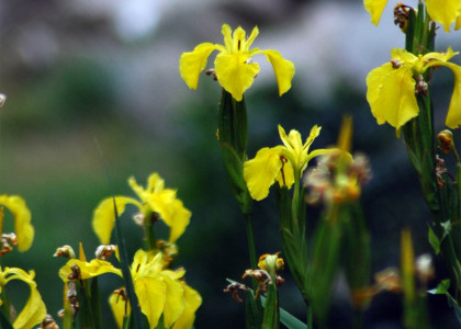 Lírio-amarelo-dos-charcos