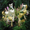 lonicera-jg-1141.jpg