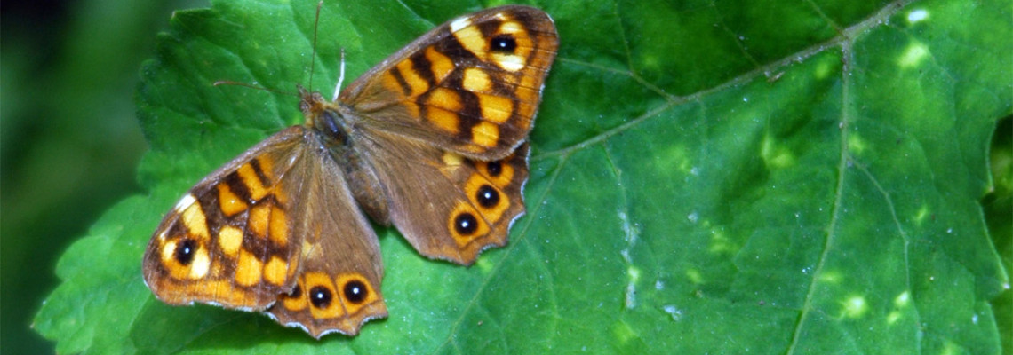 Borboleta Malhadinha