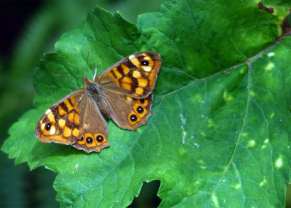 Borboleta Malhadinha