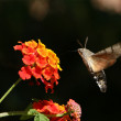 macroglossum-LuisPTorres1.jpg