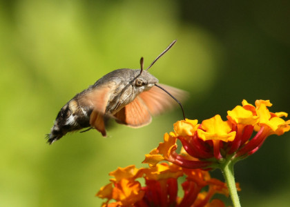 Macroglossum