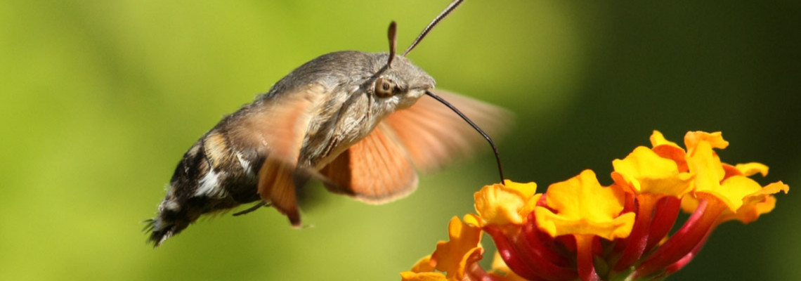 Macroglossum