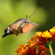 macroglossum-LuisPTorres.jpg