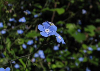 Miosótis-dos-bosques