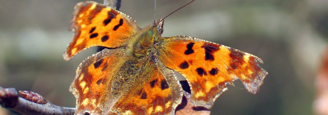 Borboleta Poligónia