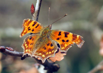 Borboleta Poligónia