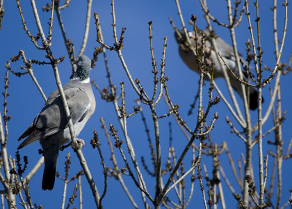 Pombo torcaz