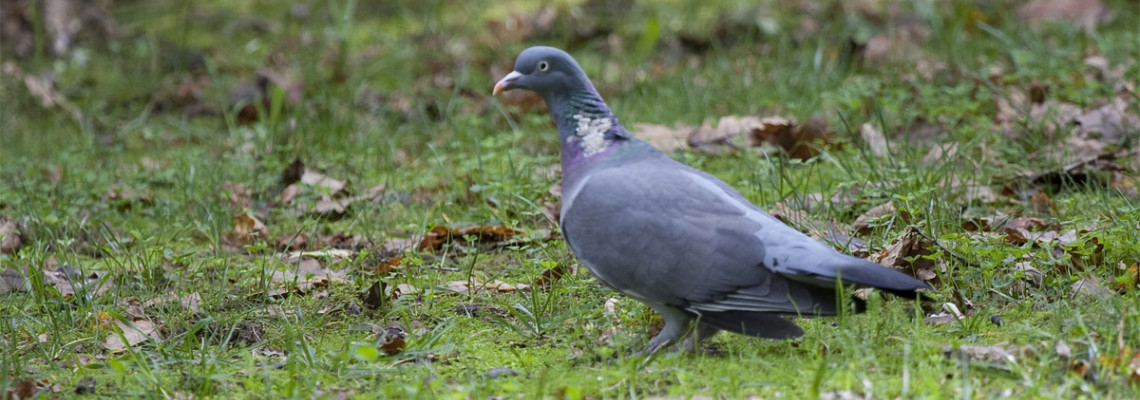 Pombo-torcaz