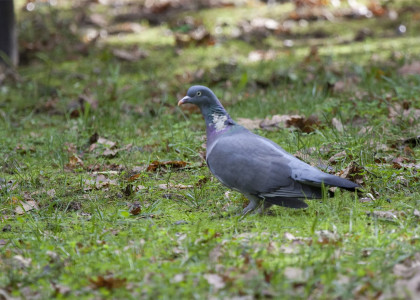 Pombo-torcaz