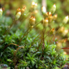 pogonatum-aloides.jpg