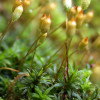 pogonatum_aloides.jpg