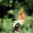 polygonia-asafecha-jg.jpg