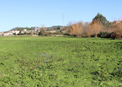 Formações herbáceas e prados