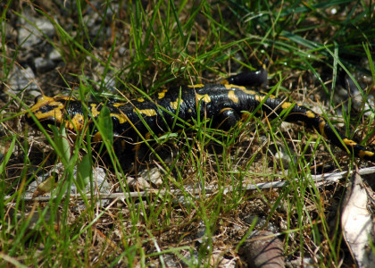 Salamandra-de-pintas-amarelas