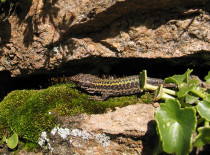 Lagartixa-de-bocage