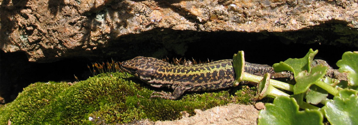 Lagartixa-de-bocage