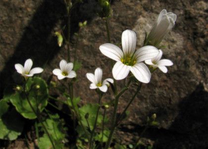 Saxifraga