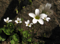 Saxifraga