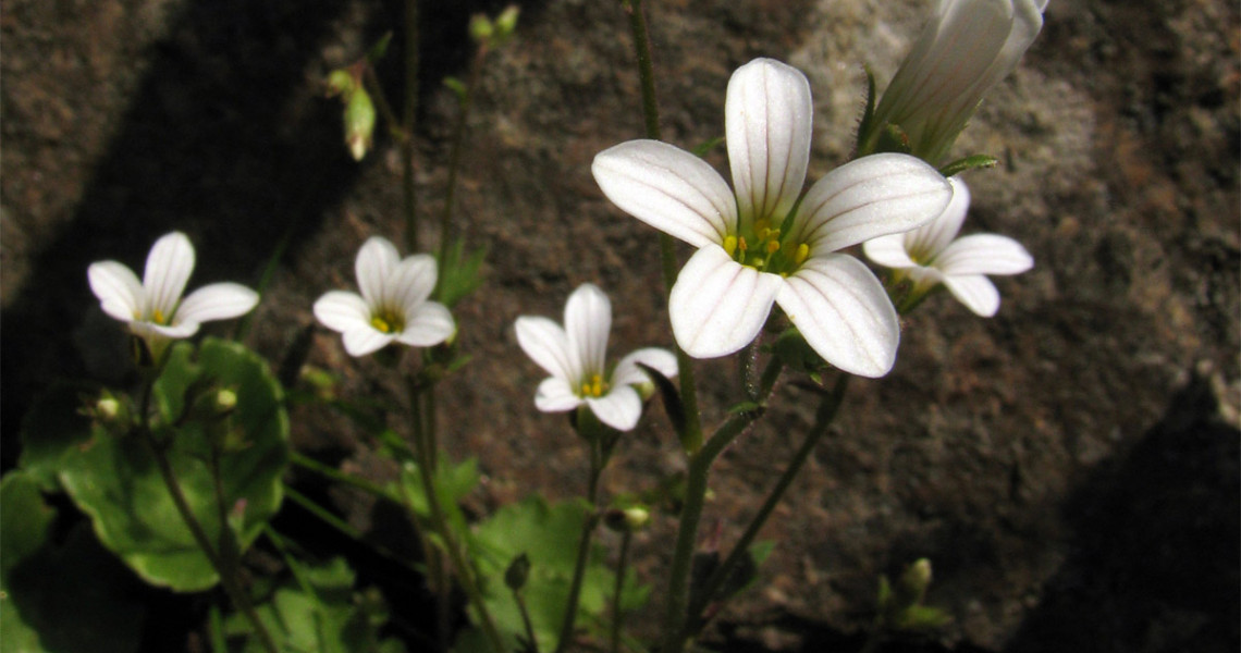 Saxifraga