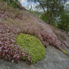 sedum_1774_54.jpg