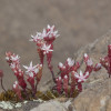 sedum_6671_54.jpg