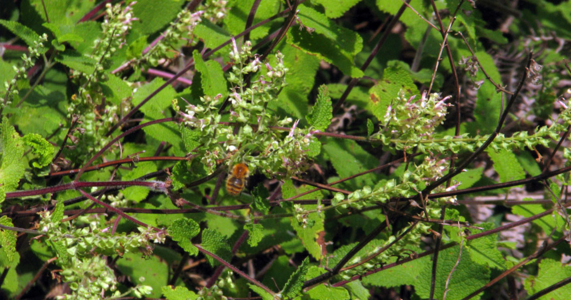 Teucrium