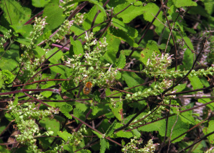 Teucrium