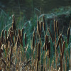 typha-22211.jpg