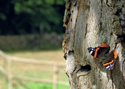 Borboleta Almirante-vermelho