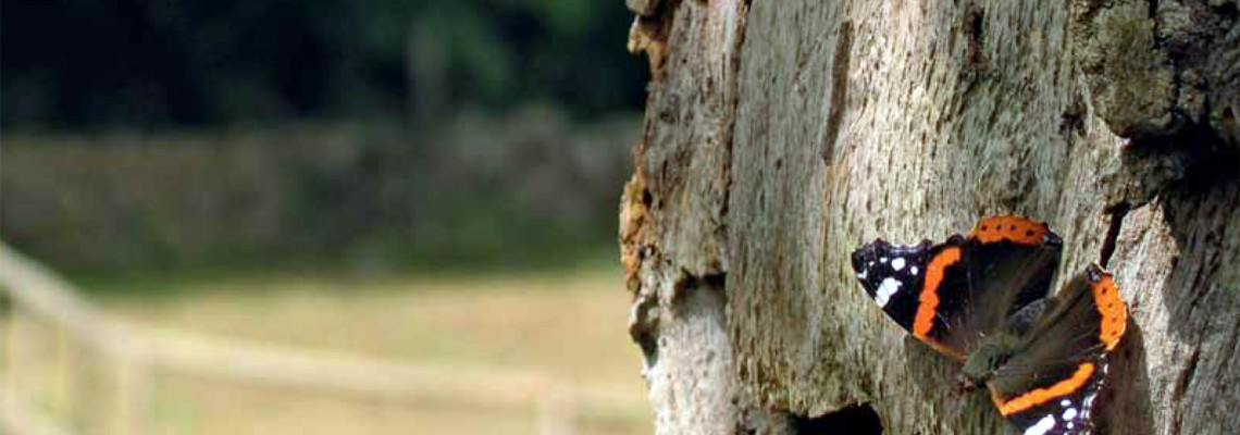 Borboleta Almirante-vermelho