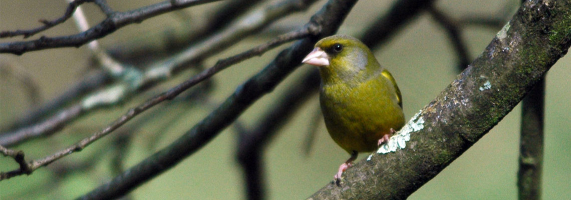 Carduelis chloris