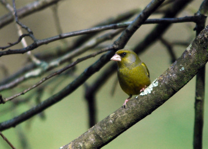 Carduelis chloris